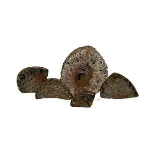 Petrified Pinecone (Argentina)