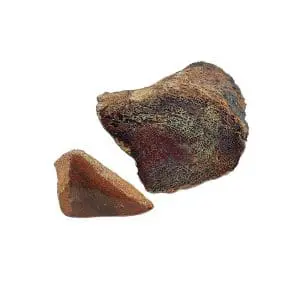 Dinosaur Bone