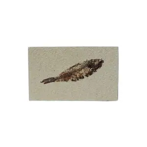 Petrified Fish (Diplomystus dentatus)